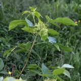 Ptelea trifoliata. Верхушка побега с соцветием. Белоруссия, Витебская обл., пос. Езерище, в культуре. 17.06.2010.