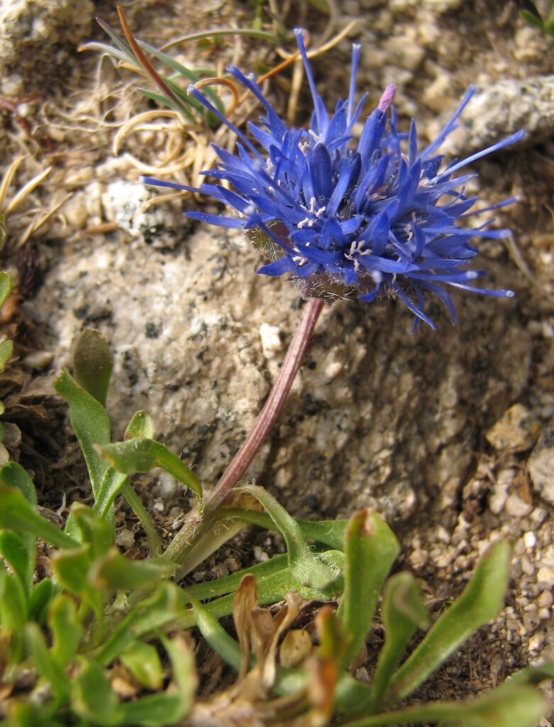 Изображение особи Jasione orbiculata.