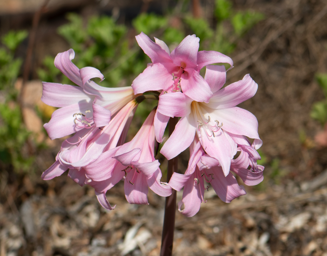 Image of Amaryllis belladonna specimen.