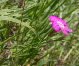View full-size image Dianthus caucaseus