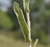 Helichrysum arenarium