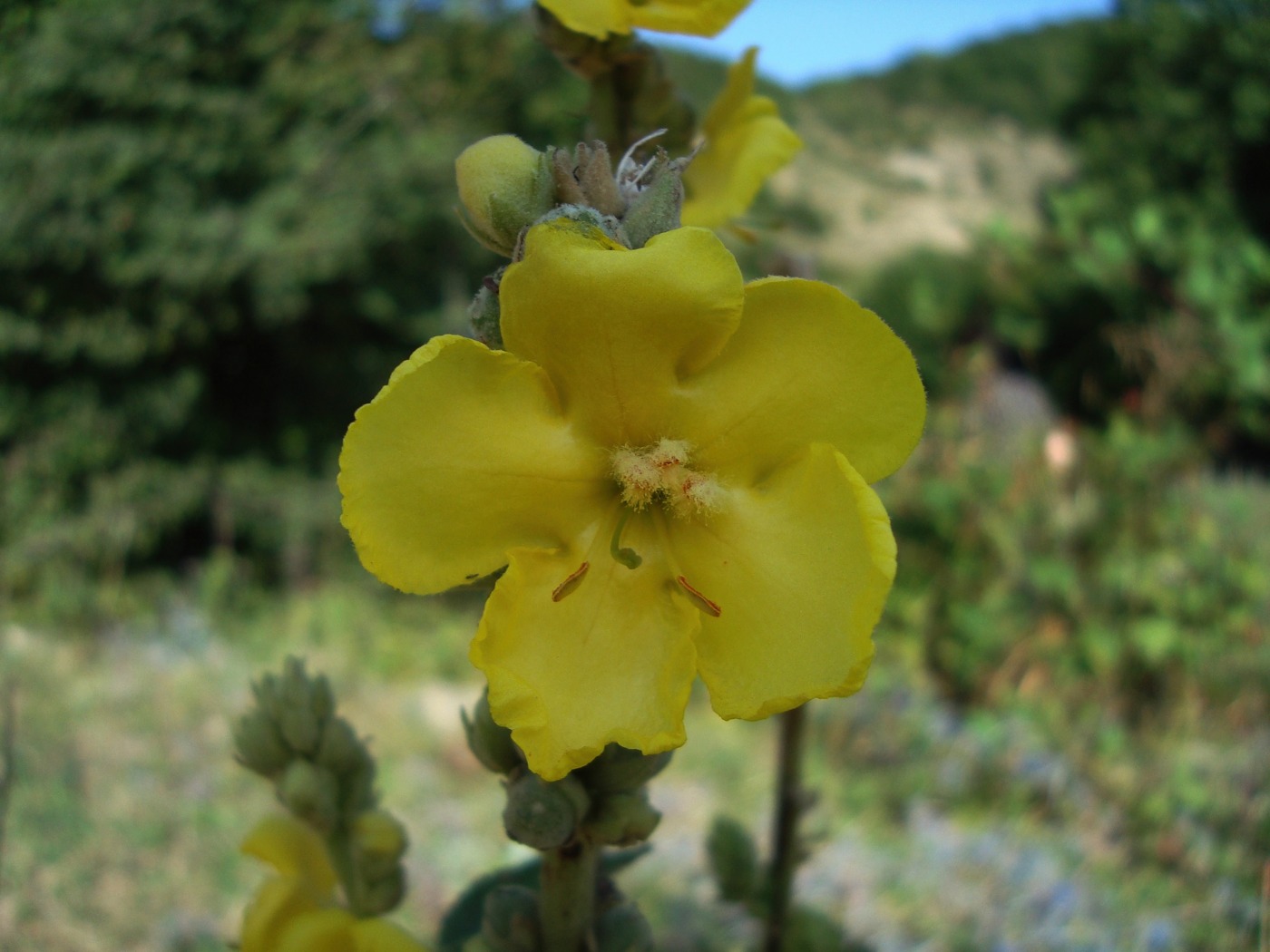 Изображение особи Verbascum songaricum.