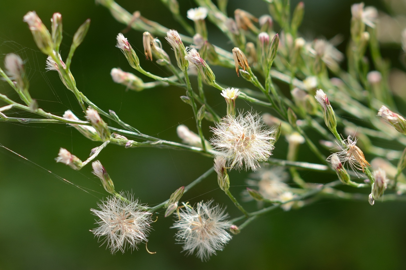 Изображение особи Symphyotrichum graminifolium.