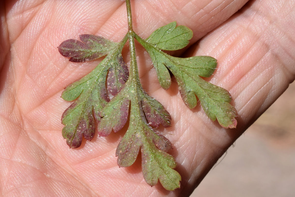 Изображение особи Geranium robertianum.