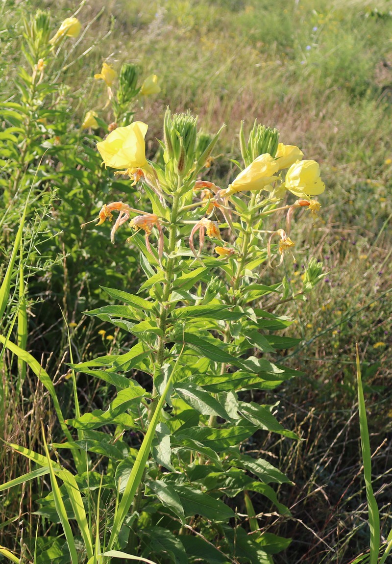 Изображение особи род Oenothera.