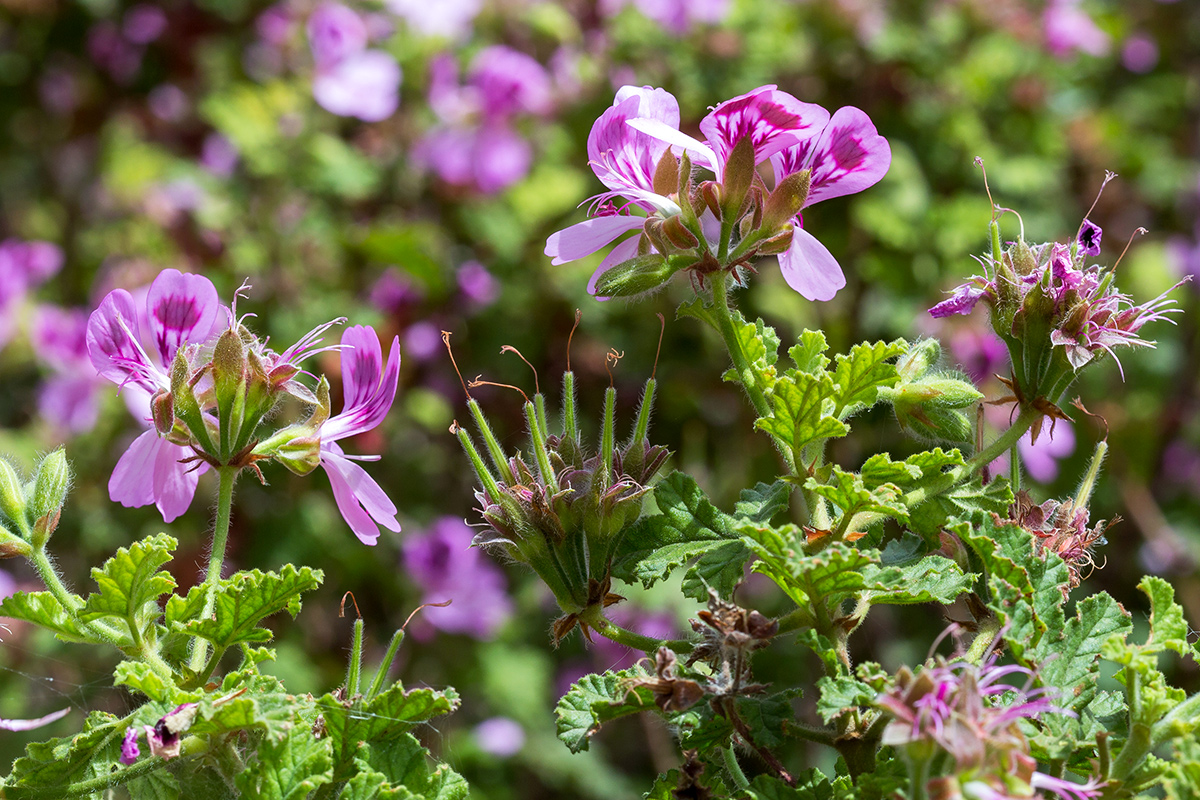 Изображение особи Pelargonium quercifolium.