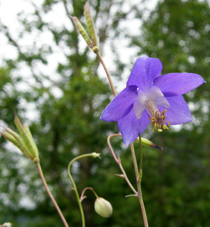 Image of Aquilegia parviflora specimen.