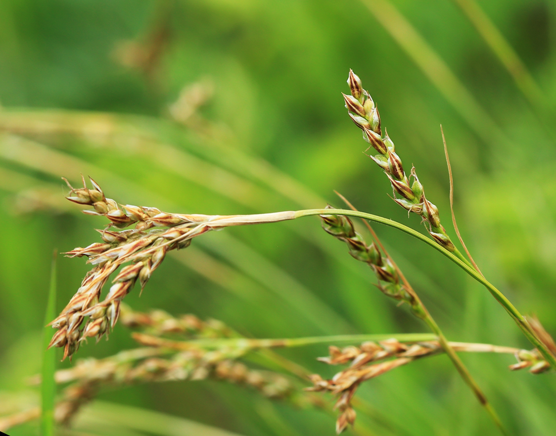 Image of Carex pediformis specimen.