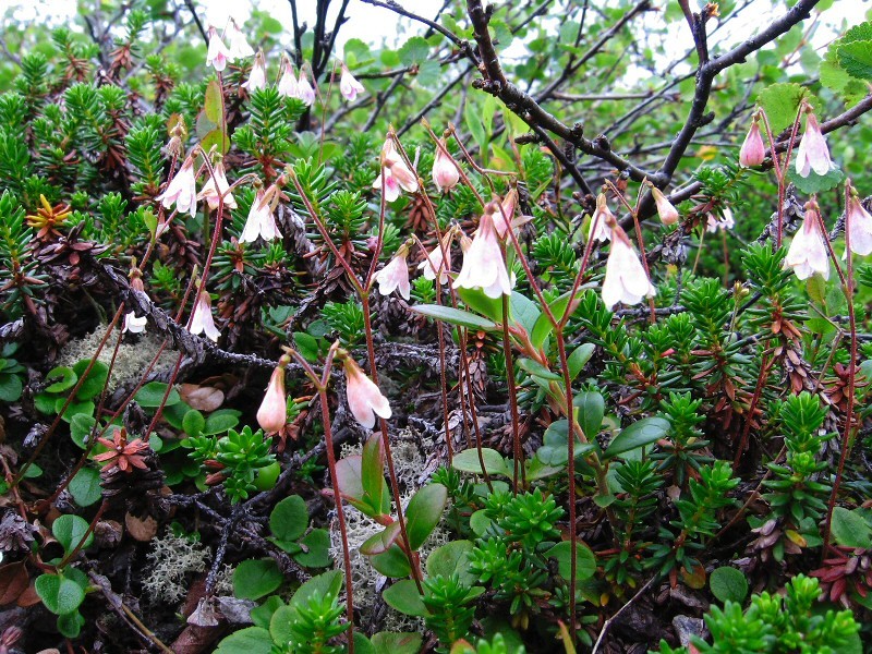 Image of Linnaea borealis specimen.