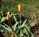 Tulipa tschimganica