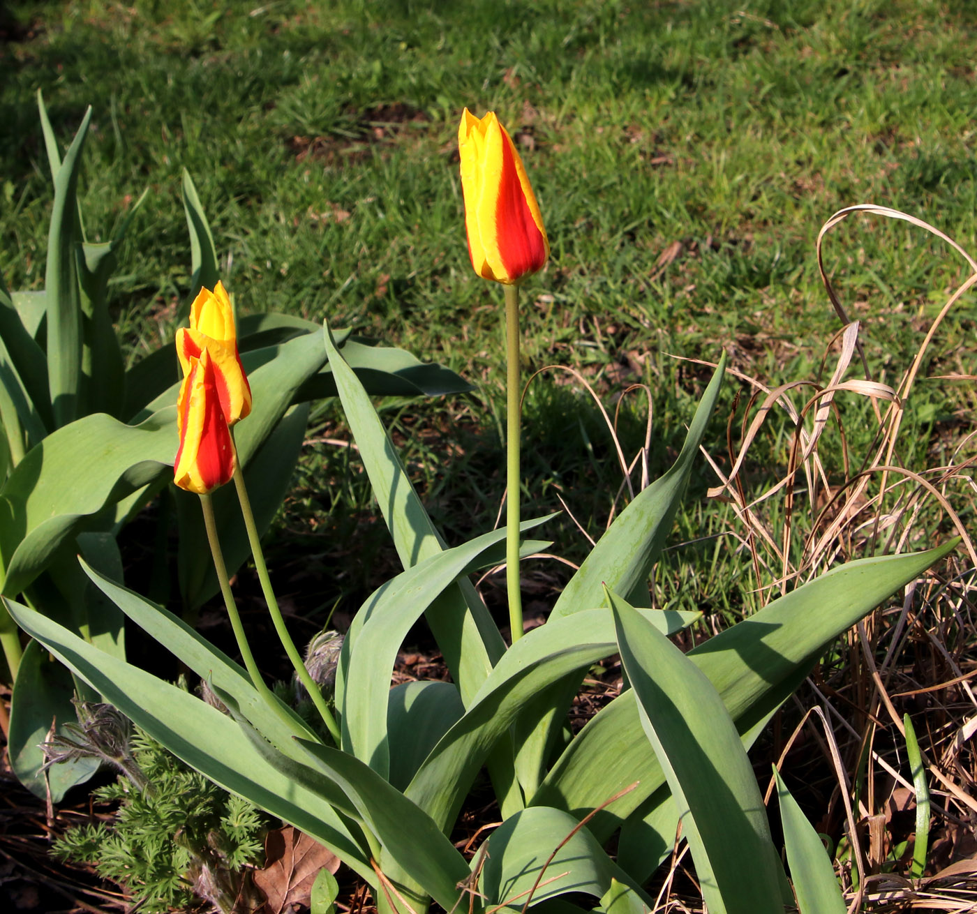 Изображение особи Tulipa tschimganica.