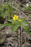 Anemone ranunculoides