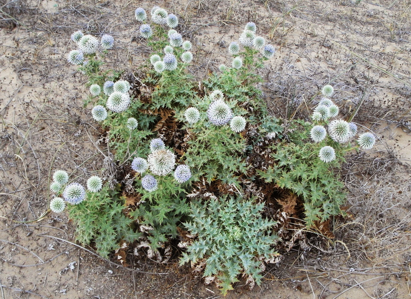 Изображение особи Echinops antalyensis.