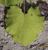 Tussilago farfara