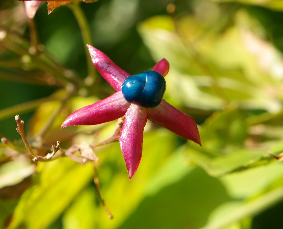 Image of Clerodendrum trichotomum specimen.