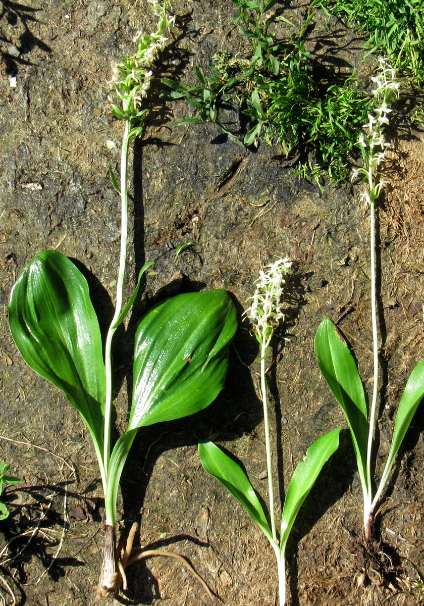 Image of Platanthera zhelesnajae specimen.