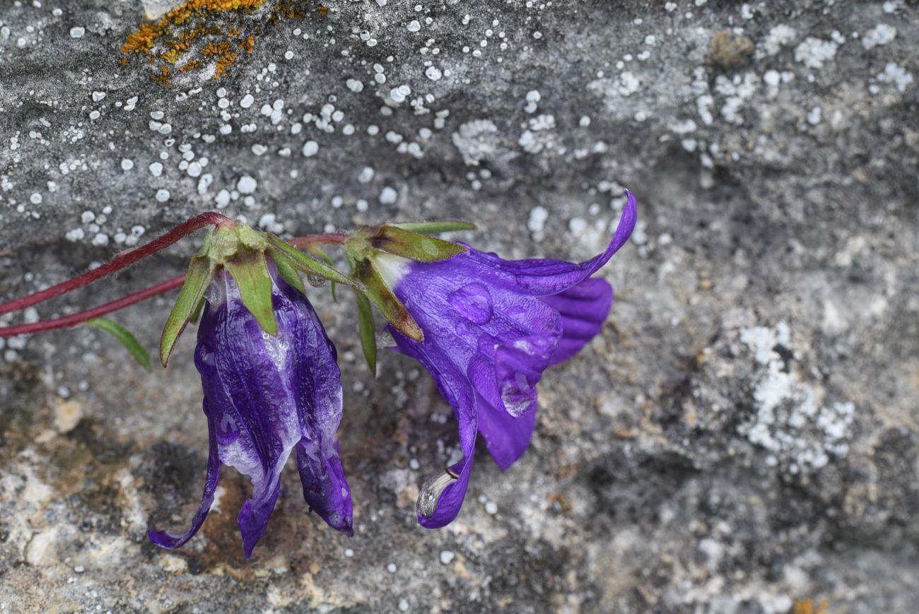 Image of Campanula sosnowskyi specimen.