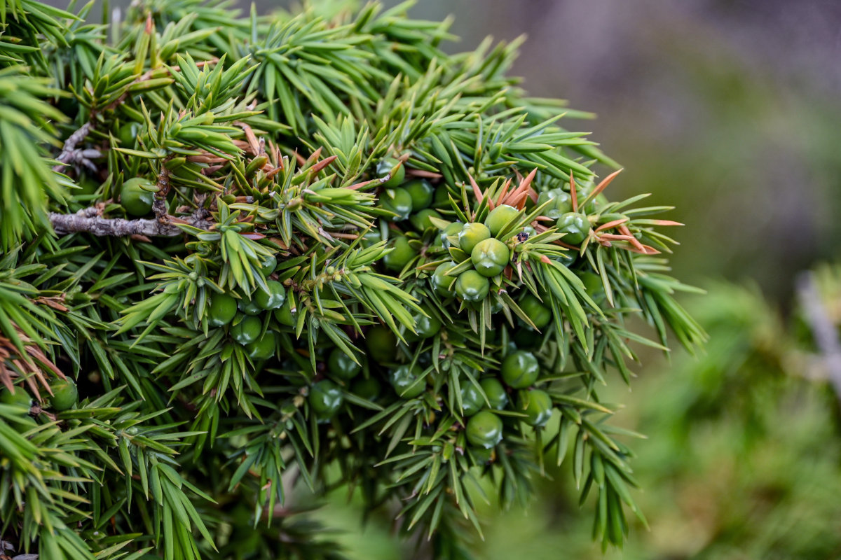 Изображение особи Juniperus oblonga.