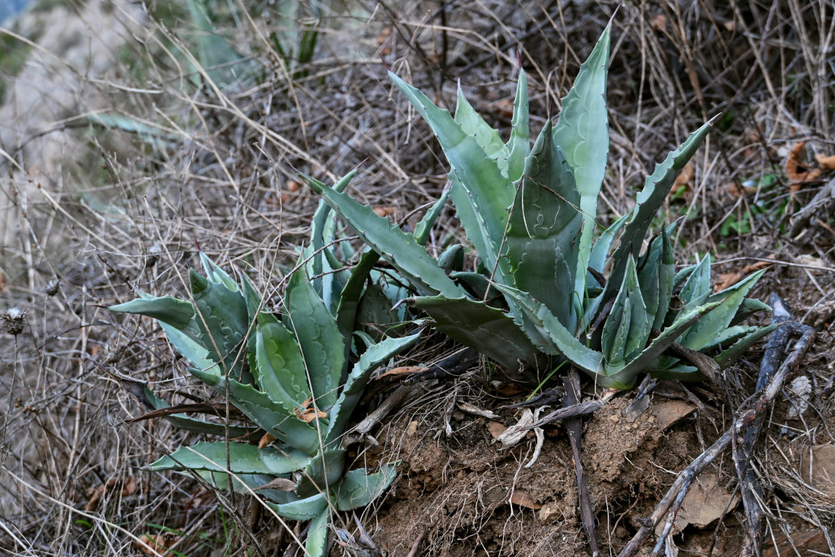 Изображение особи род Agave.