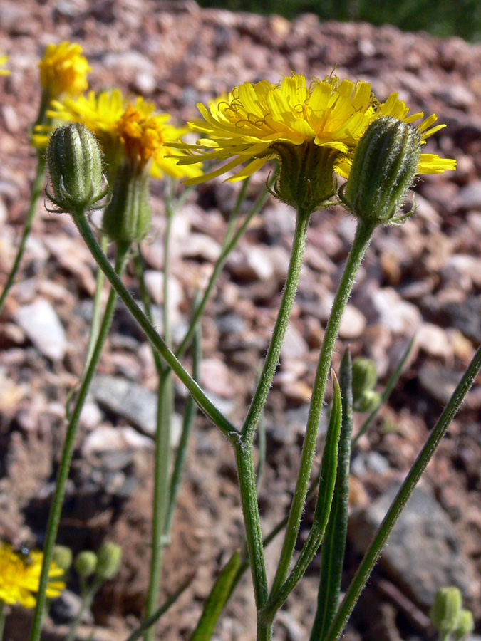 Image of Crepis tectorum specimen.