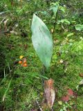 Смотреть изображение Convallaria majalis