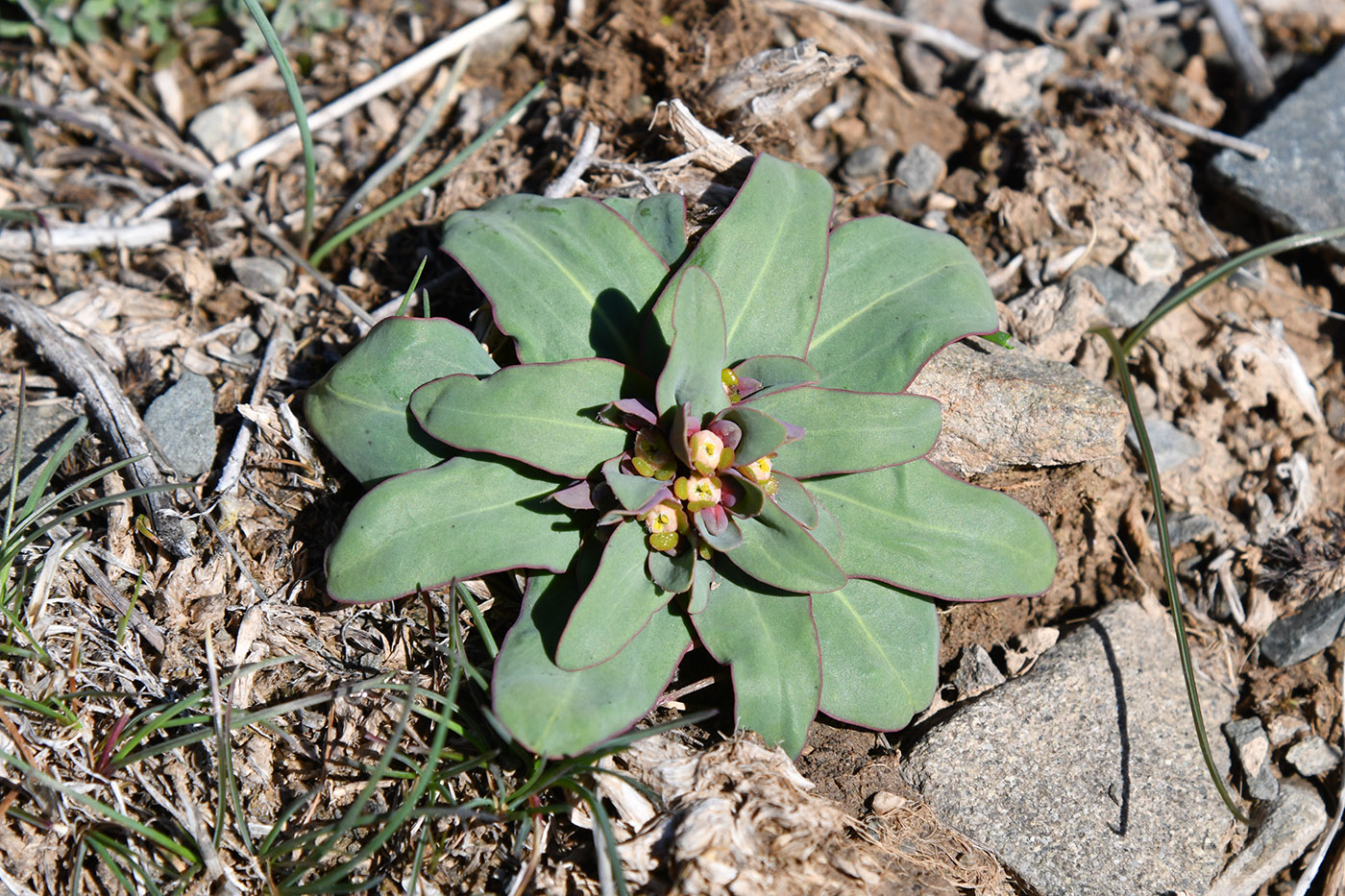 Image of Euphorbia rapulum specimen.