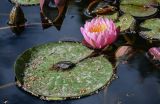 Nymphaea × marliacea