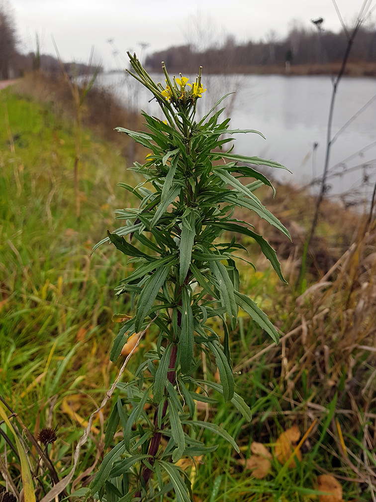 Изображение особи Erysimum hieraciifolium.