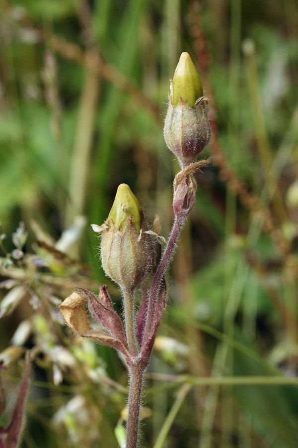 Изображение особи Melandrium dioicum.