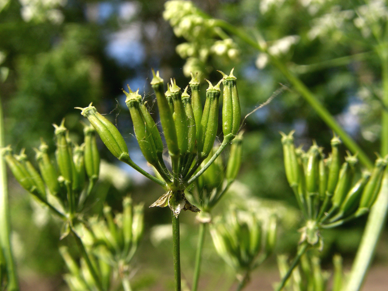 Изображение особи Anthriscus sylvestris.