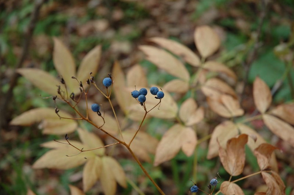 Image of Caulophyllum robustum specimen.