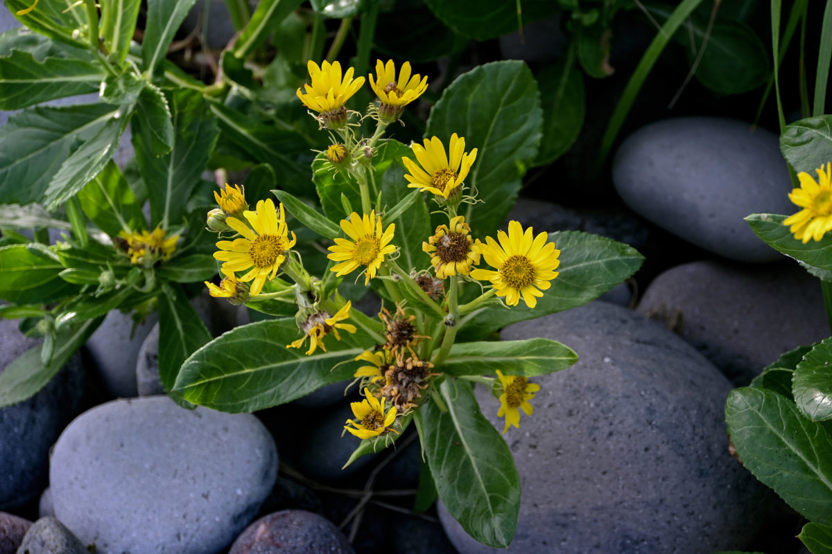 Image of Senecio pseudoarnica specimen.