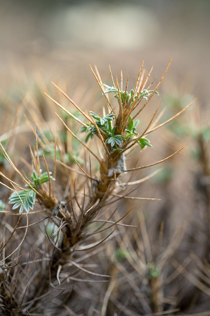 Изображение особи Astragalus arnacanthoides.