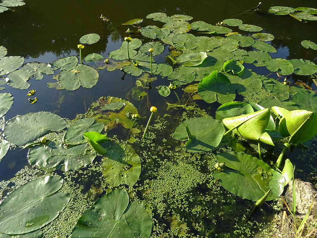 Image of Nuphar lutea specimen.