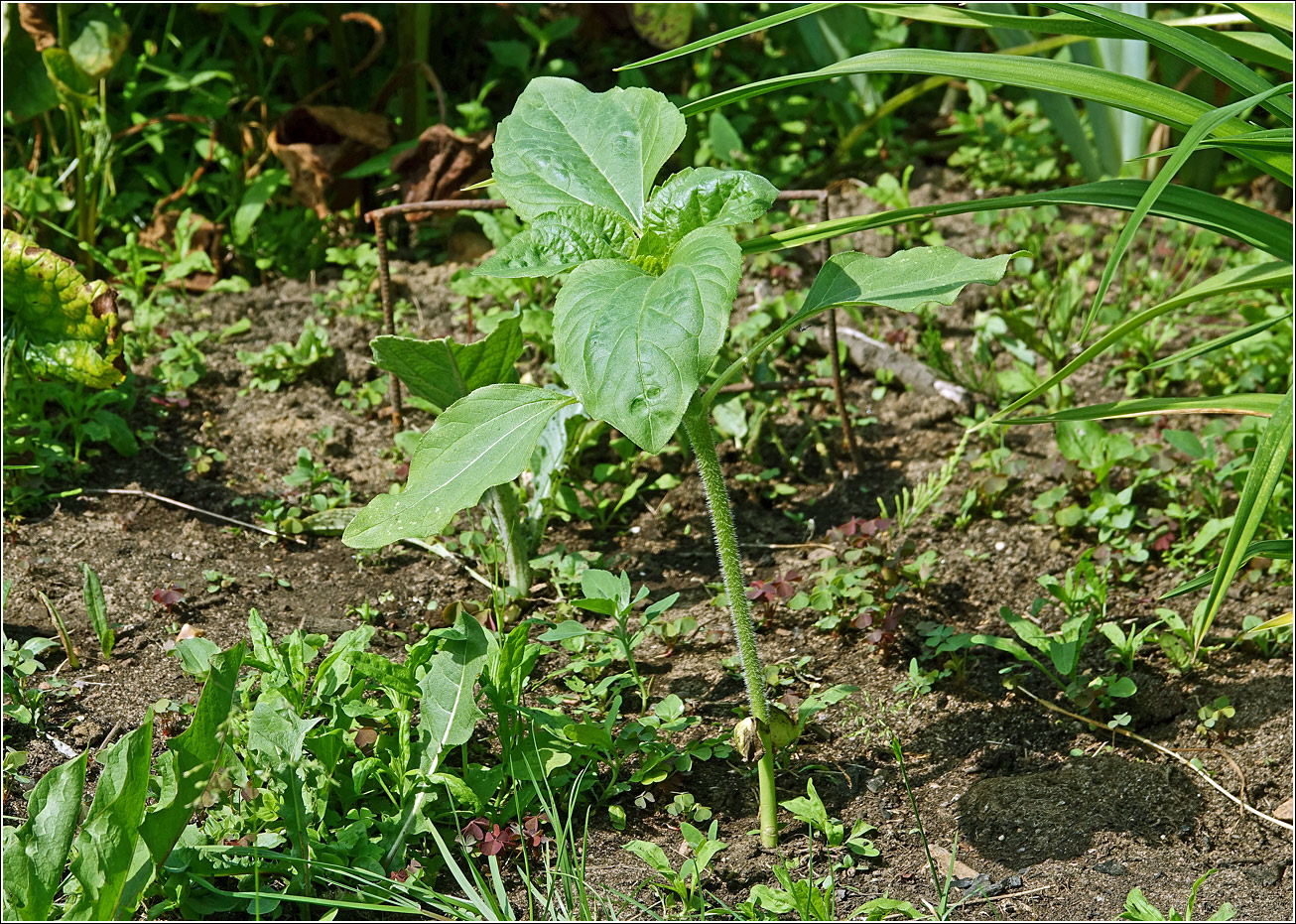 Изображение особи Helianthus annuus.