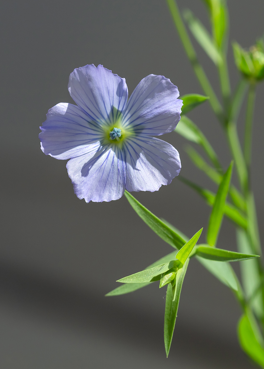 Image of Linum usitatissimum specimen.