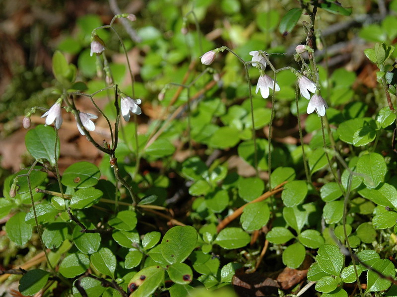 Image of Linnaea borealis specimen.