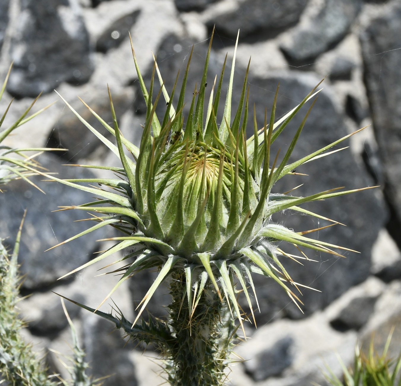 Image of Onopordum bracteatum specimen.