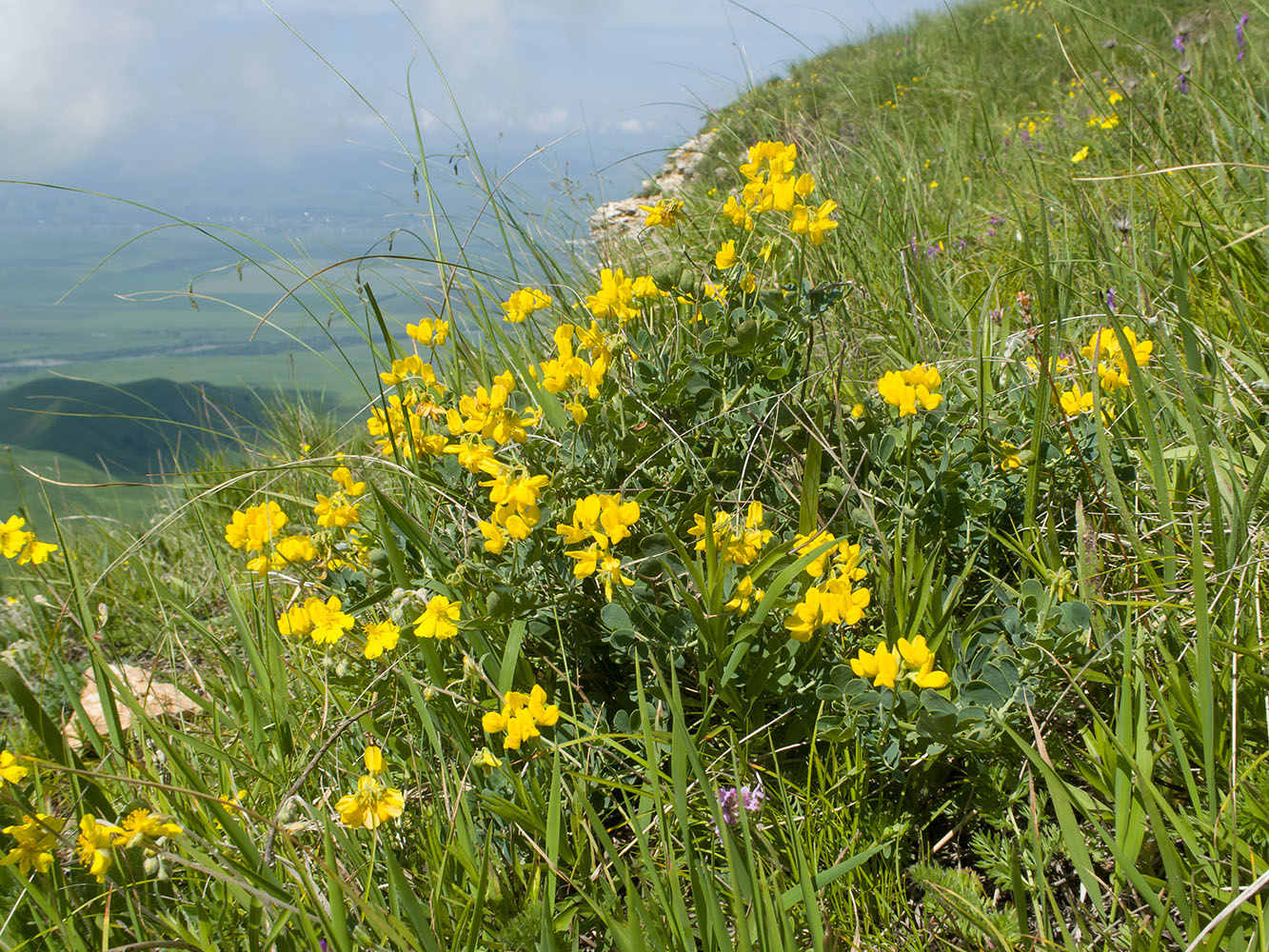 Изображение особи Coronilla coronata.