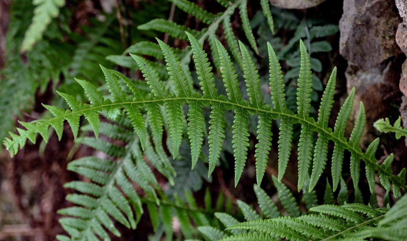 Изображение особи Phegopteris decursive-pinnata.