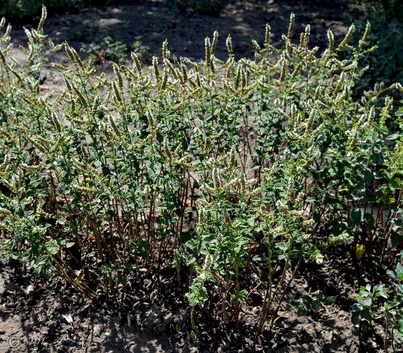 Image of Mentha &times; rotundifolia specimen.