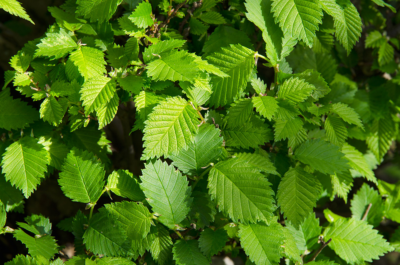 Image of genus Ulmus specimen.