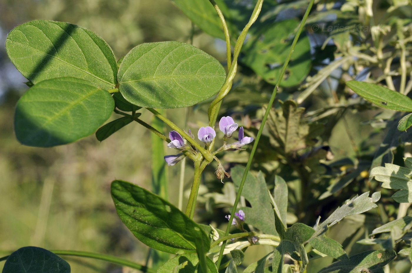 Изображение особи Glycine soja.