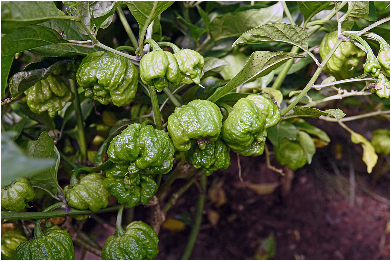 Image of Capsicum chinense specimen.