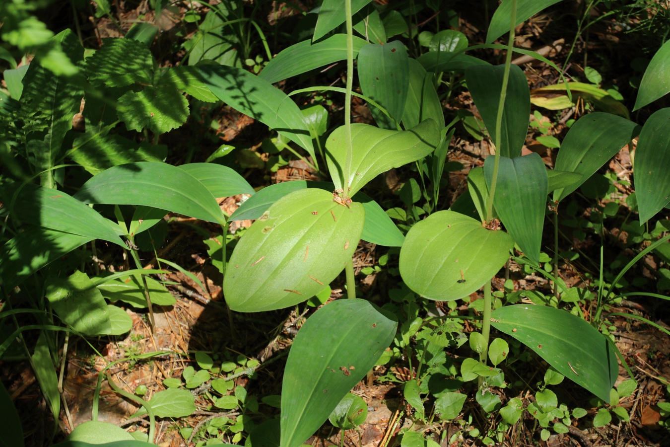 Изображение особи Listera ovata.