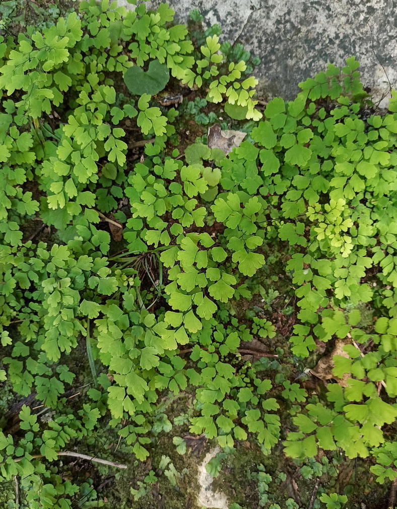 Image of Adiantum capillus-veneris specimen.