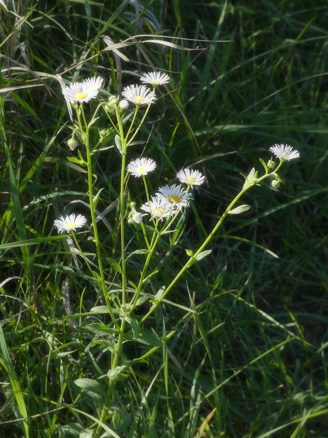 Изображение особи Erigeron annuus.