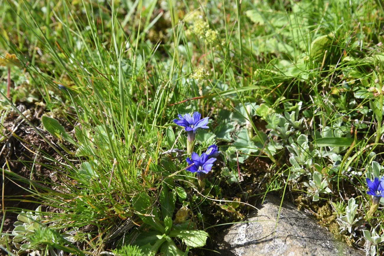 Image of Gentiana dshimilensis specimen.