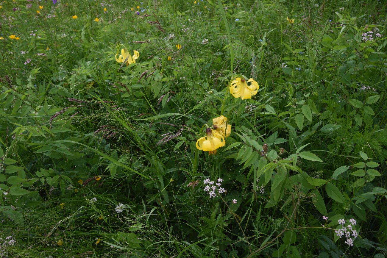 Image of genus Lilium specimen.