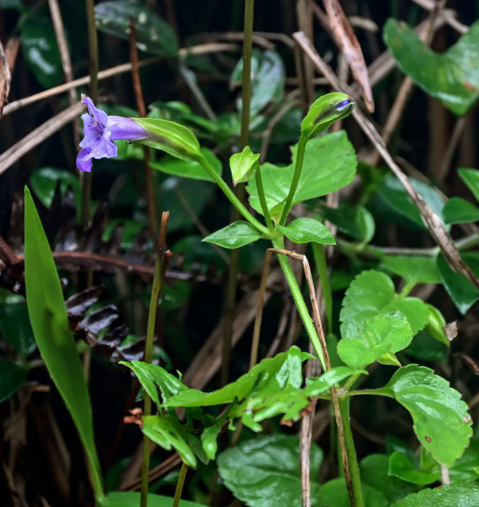 Image of Torenia asiatica specimen.